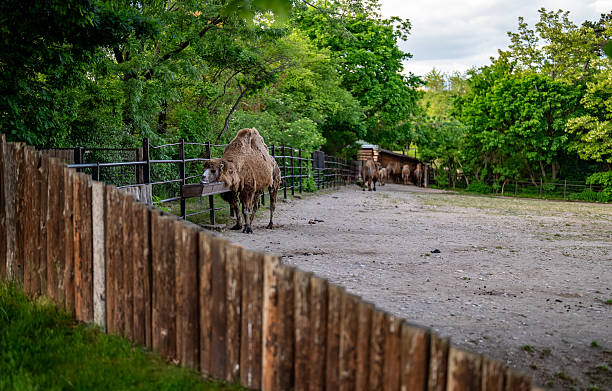 Bactrian camel standing in an enclosure with lush green trees in the background.