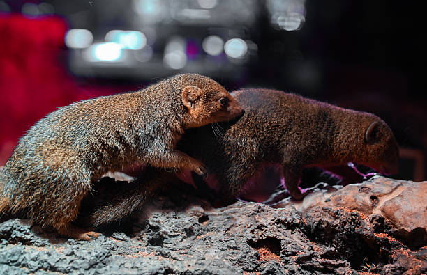 Two dwarf mongooses seam to be very scared, but in fact they just snuggle a bit.