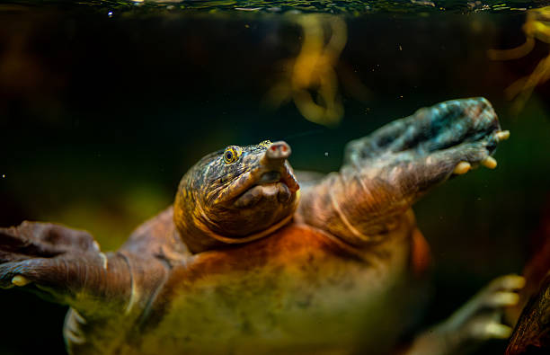 istock Asiatic softshell turtle swimming underwater in its habitat. 2253602916