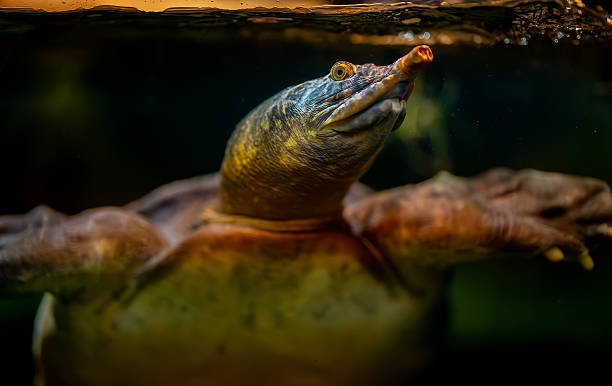 istock Asiatic softshell turtle swimming underwater in its habitat. 2253602925