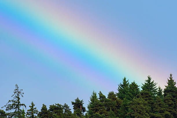 Bright rainbow colors arch above green forest.