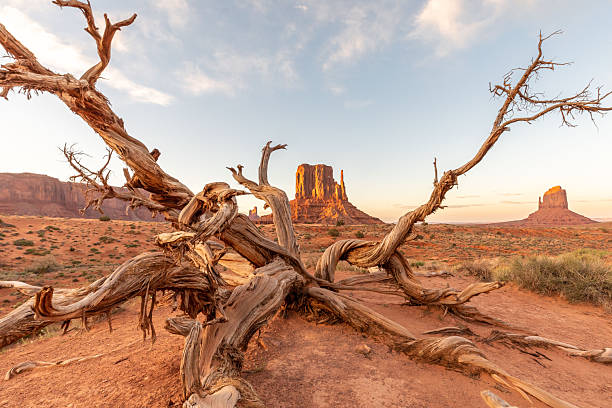 istock Sunset with wood in Monument Valley Desert Landscape 2253604325