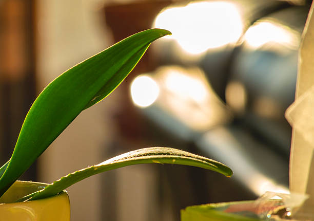 Leaf of a Moth Orchids in soft light