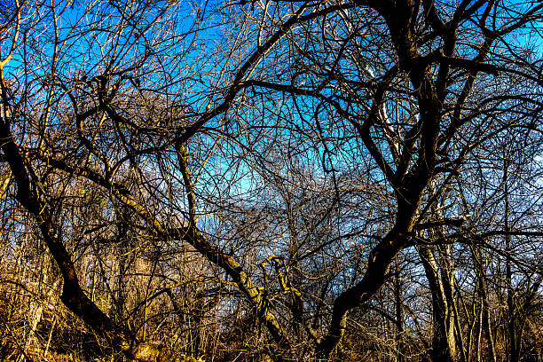 A rural wilderness area on a December day.