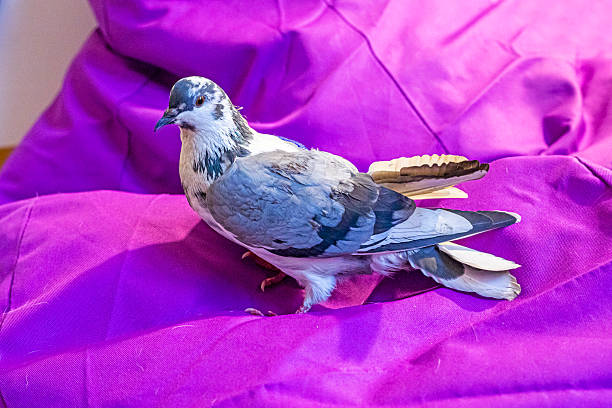 wild gray-white dove on a purple pillow. Bird conservation