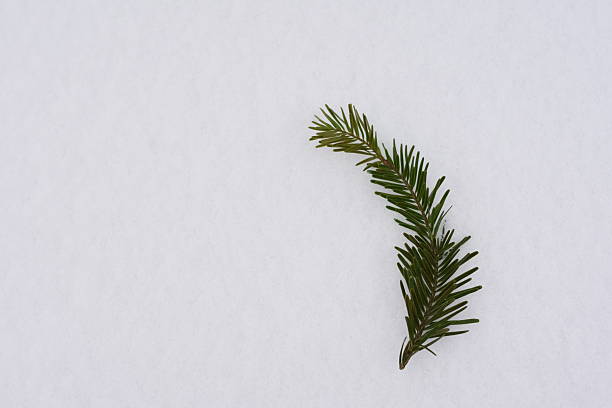 Snow among the pine needles.