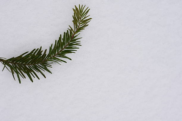 Horizontal top view of white snow with a fir branch in the top left corner. Minimal winter background with copy space for text.