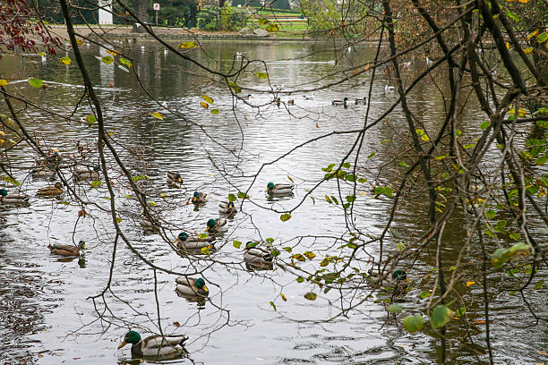 Photograph taken in Vienna, Austria, of a pond in the Stadtpark, the favorite park for both Viennese and tourists visiting the capital. Open to the public since 1862, it is one of the oldest parks in Vienna. The English-style park extends over 65,000 square metres, where a wide variety of plant species grow and different types of birds live. Photo taken at sunset in October