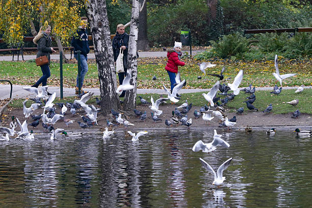 Photograph taken in Vienna, Austria, of a pond in the Stadtpark, the favorite park for both Viennese and tourists visiting the capital. Open to the public since 1862, it is one of the oldest parks in Vienna. The English-style park extends over 65,000 square metres, where a wide variety of plant species grow and different types of birds live. Photo taken at sunset in October