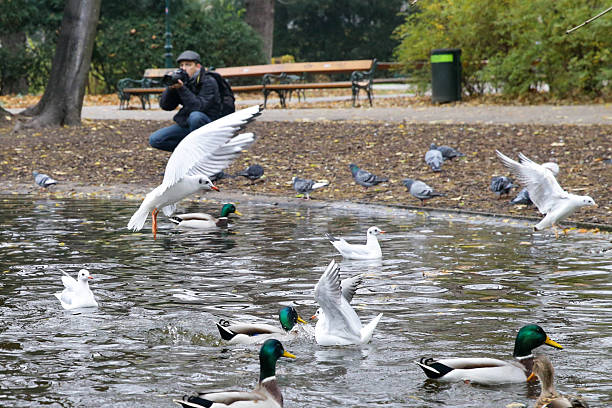 Photograph taken in Vienna, Austria, of a pond in the Stadtpark, the favorite park for both Viennese and tourists visiting the capital. Open to the public since 1862, it is one of the oldest parks in Vienna. The English-style park extends over 65,000 square metres, where a wide variety of plant species grow and different types of birds live. Photo taken at sunset in October