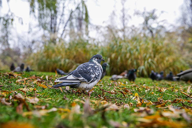 Close-up of a city pigeon resting on a metal railing, captured with shallow depth of field and a softly blurred autumn-toned background. The bird’s detailed feathers and natural posture create a calm, everyday urban wildlife scene. Ideal for use in themes related to city life, urban nature, wildlife adaptation, simplicity, animals in public spaces, environmental concepts, or everyday street photography. Suitable for blogs, editorial content, educational materials, and nature-related design projects.