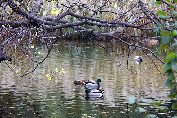 Photograph taken in Vienna, Austria, of a pond in the Stadtpark, the favorite park for both Viennese and tourists visiting the capital. Open to the public since 1862, it is one of the oldest parks in Vienna. The English-style park extends over 65,000 square metres, where a wide variety of plant species grow and different types of birds live. Photo taken at sunset in October