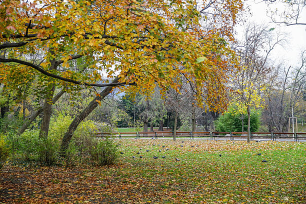 Photograph taken in Vienna, Austria, of a pond in the Stadtpark, the favorite park for both Viennese and tourists visiting the capital. Open to the public since 1862, it is one of the oldest parks in Vienna. The English-style park extends over 65,000 square metres, where a wide variety of plant species grow and different types of birds live. Photo taken at sunset in October