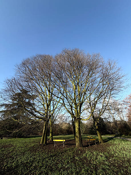 istock Leafless trees forming a natural circle in park under blue sky 2253607941