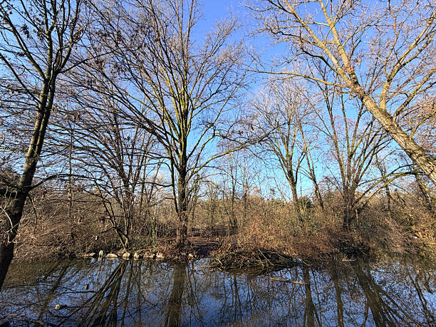 Leafless trees standing along the edge of calm water in a winter woodland, with clear reflections mirrored on the surface under a blue sky. Tranquil natural landscape emphasizing symmetry, stillness, and seasonal transition, suitable for concepts such as reflection, calm, balance, nature background, and mindfulness.