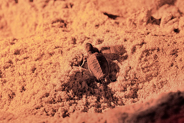 Baby Loggerhead Sea Turtle on it's way to the water