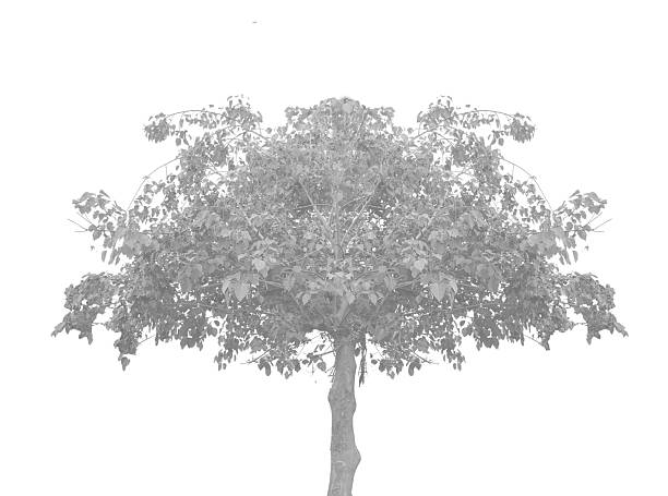 Dried tree against the white background. 3D lowpoly isometric illustration