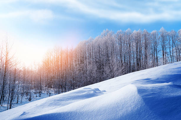 Landscapes. Frozen winter forest with snow covered trees. outdoor