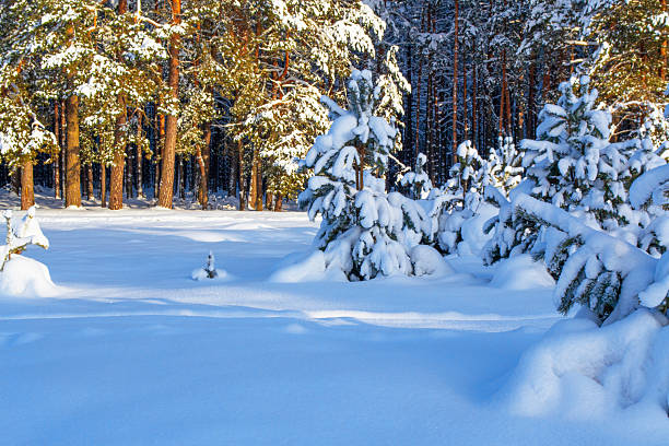 Landscapes. Frozen winter forest with snow covered trees. outdoor