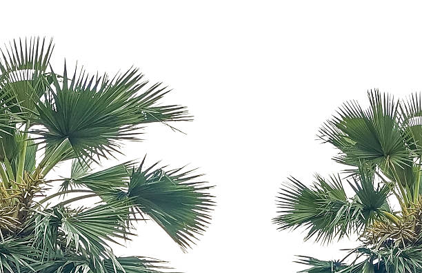 istock palm tree leaf frame isolated, Isolated palm tree and green palm leaves with decorative evergreen pine and fir branches create a festive tropical nature frame for a winter and eid celebration 2253609183