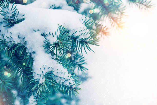 istock Coniferous spruce branch. Frozen winter forest with snow covered trees. 2253609195