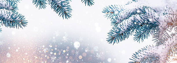 istock Coniferous spruce branch. Frozen winter forest with snow covered trees. 2253609201