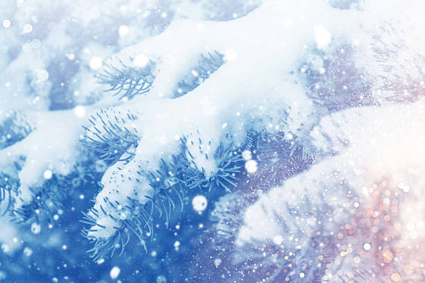 Frozen winter forest with snow covered trees. Coniferous spruce branch. outdoor