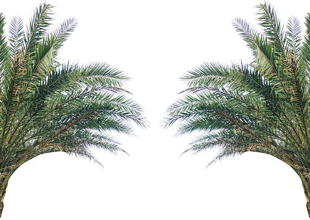 Isolated evergreen date palm tree leaves create for a festive green frame for a Eid and cultural celebration on a white background, christmas tree branch