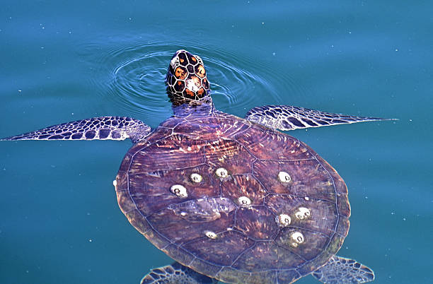 istock Hungry sea turtle hunting for fish 2253609359