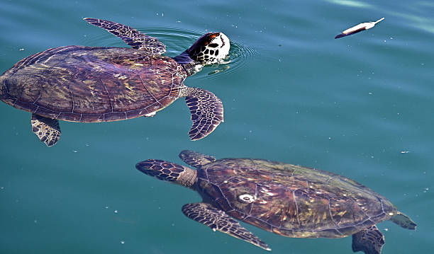 istock Hungry sea turtle hunting for fish 2253609366