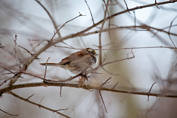 Brown and grey sparrow with white throat and yellow eye spots, eats seeds and insects, photo taken at Shenandoah National Park, Virginia, USA.