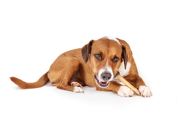 istock Happy dog eating chew stick on white background. 2253609779