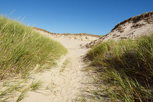 Dune path to the beach of Norderney on a warm June day