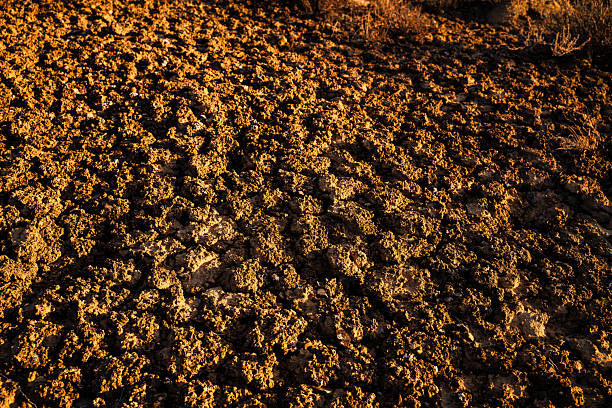 Ground level detail of dirt crust consisting of a community of organisms including cyanobacteria (blue-green algae), lichens, mosses, fungi, bacteria, and microalgae that bind the top layer of soil together.