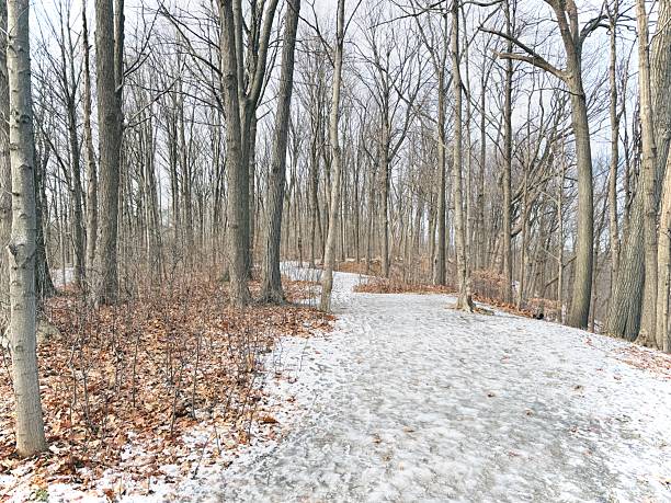 istock Earl Bales Park - White and Gold, Toronto 2253610537