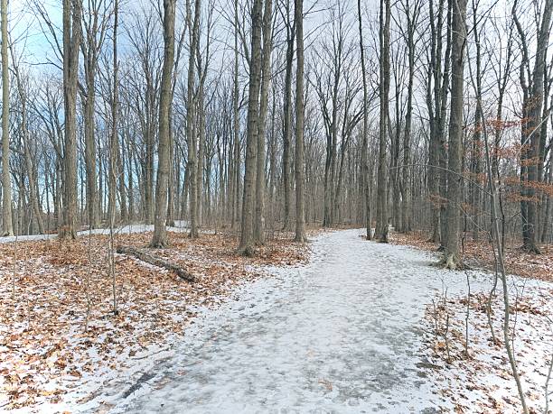 istock Earl Bales Park - White and Gold, Toronto 2253610538