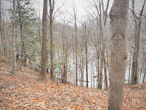 istock Earl Bales Park - White and Gold, Toronto 2253610539