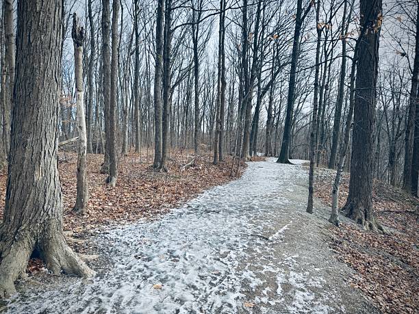 istock Earl Bales Park - White and Gold, Toronto 2253610540