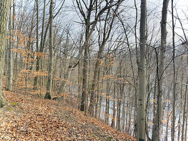 istock Earl Bales Park - White and Gold, Toronto 2253610541