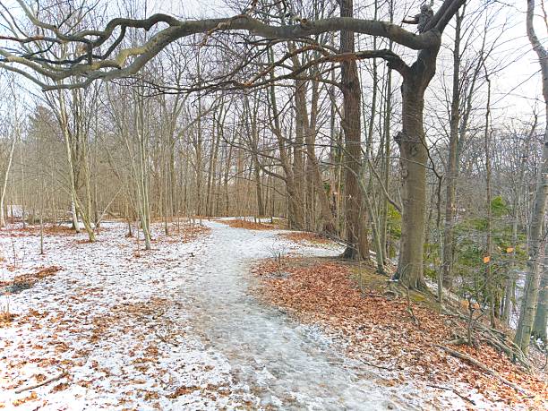istock Earl Bales Park - White and Gold, Toronto 2253610544