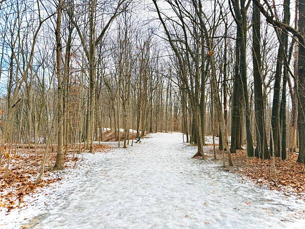 istock Earl Bales Park - White and Gold, Toronto 2253610545