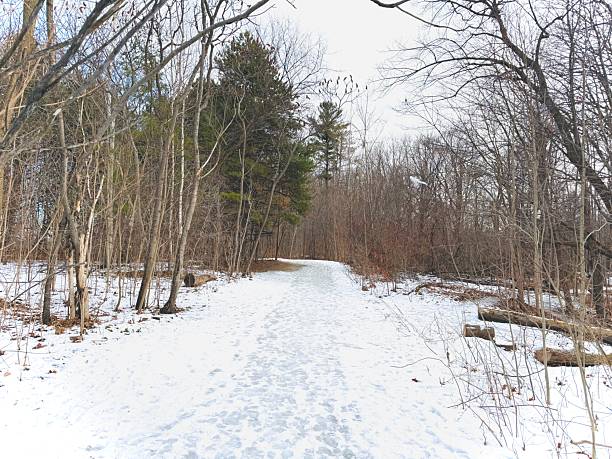 istock Earl Bales Park - White and Gold, Toronto 2253610547