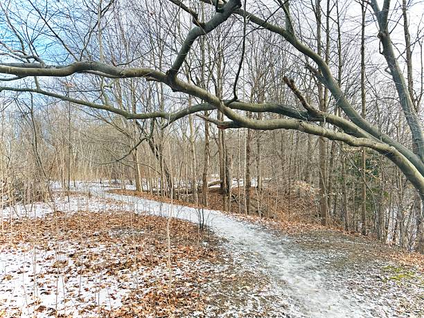 istock Earl Bales Park - White and Gold, Toronto 2253610554