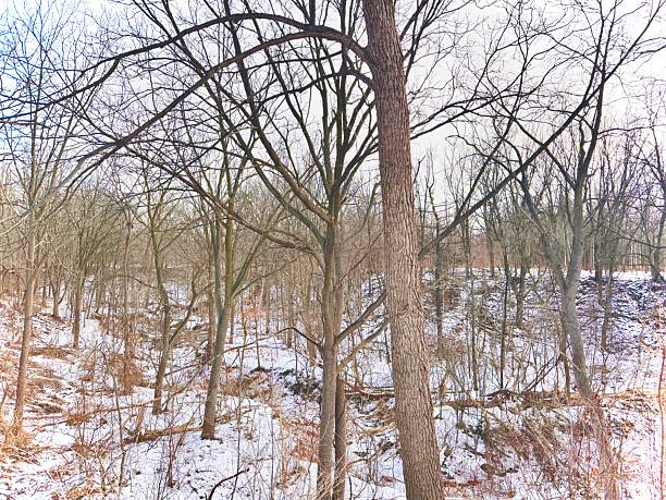 istock Earl Bales Park - White and Gold, Toronto 2253610555