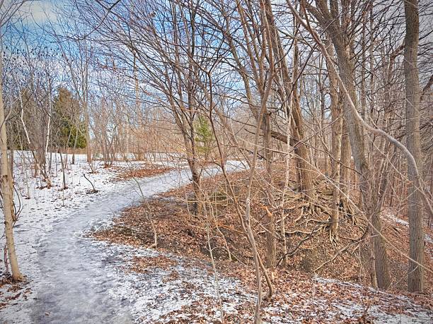istock Earl Bales Park - White and Gold, Toronto 2253610557