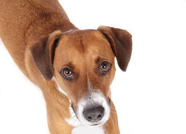 istock Isolated dog looking up at camera. 2253610695
