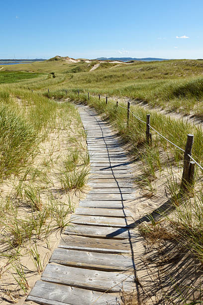 istock Wooden footpath in sand dunes 2253611597