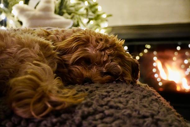 istock Ultimate Winter Comfort: A Golden Puppy Sleeping Peacefully Between a Warm Fireplace and Christmas Decor. 2253612065