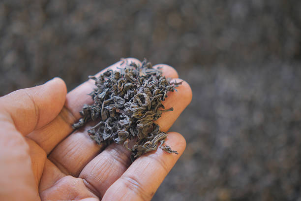 Hand holds dried tea leaves, highlighting their intricate textures and colors.