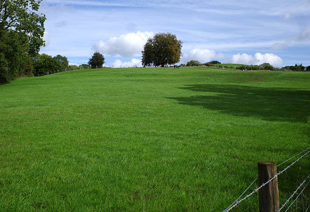 Gently rolling green fields at Wick Golden Valley Nature Reserve, England. The landscape features lush grass, a few scattered trees, and a serene sky with white clouds.  A wooden post and barbed wire fence runs along the foreground.